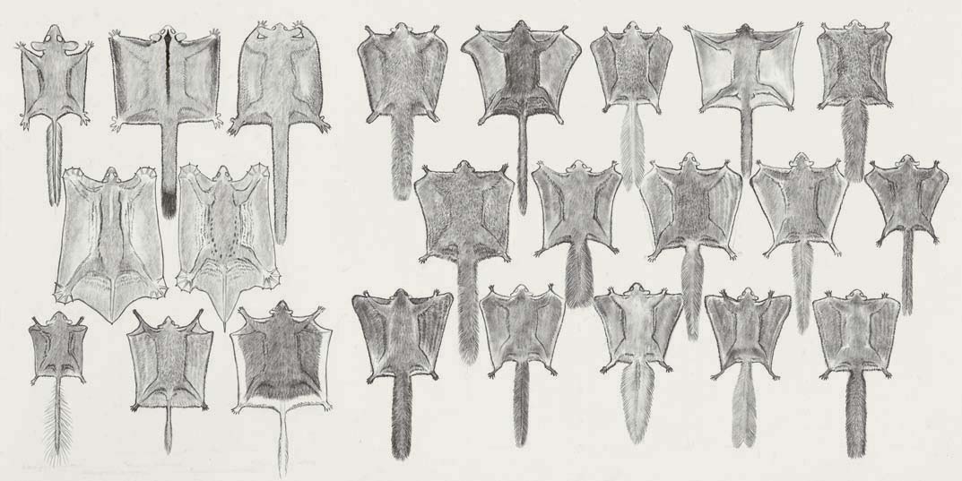 The outline of the patagia and tail shapes of all genera of gliding mammals