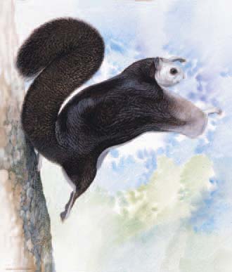 The Taiwan Giant Flying Squirrel