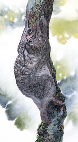 Malayan Colugo