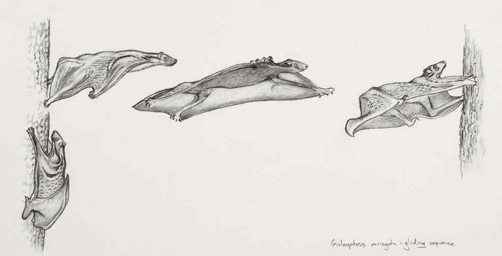 The gliding stages of the Malayan Colugo
