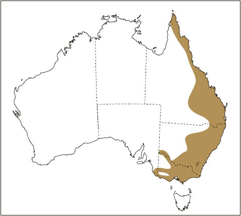 Distribution: Feathertail Glider