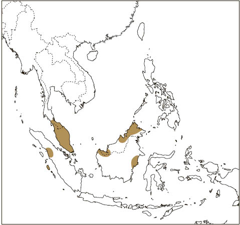 Distribution: Black Flying Squirrel