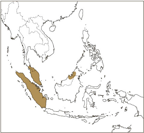 Distribution: Grey-cheeked Flying Squirrel