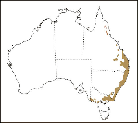 Distribution: Yellow-bellied Glider