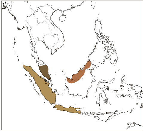 Distribution: Javanese Flying Squirrel