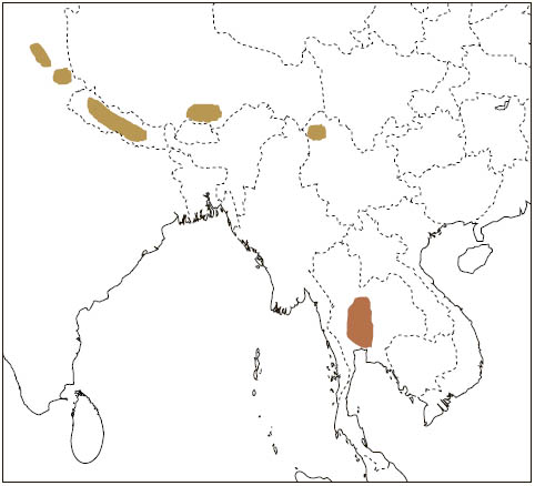 Distribution: White-bellied Giant Flying Squirrel