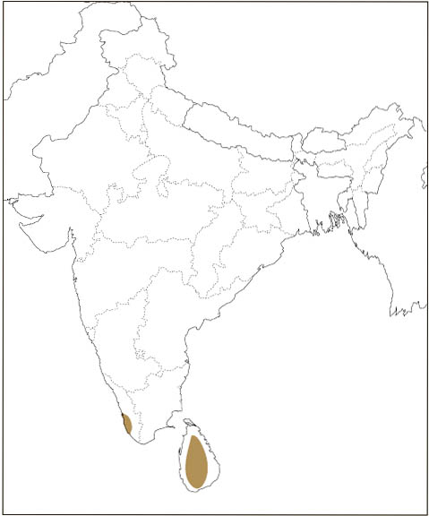 Distribution: Travancore Flying Squirrel