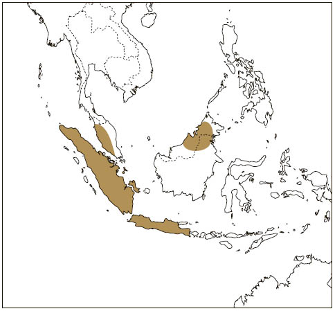 Distribution: Whiskered Flying Squirrel