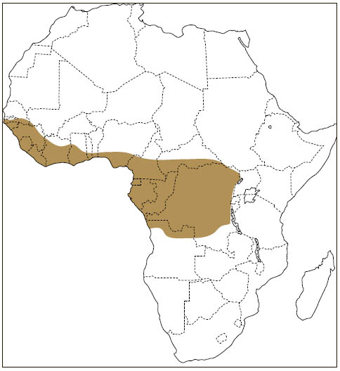 Distribution: Beecroft’s Scaly-tailed Flying Squirrel