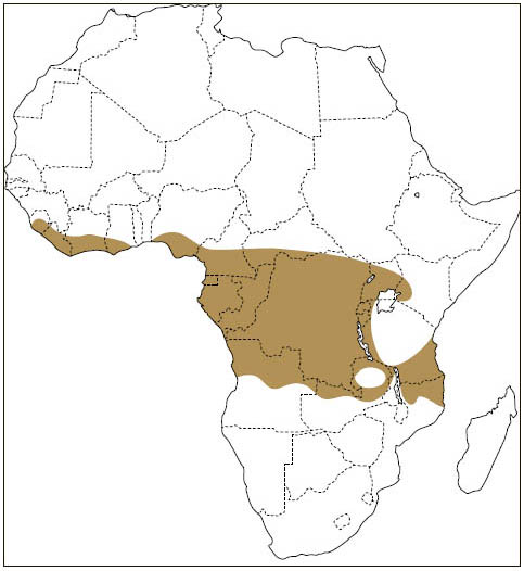 Distribution: Lord Derby’s Scaly-tailed Flying Squirrel