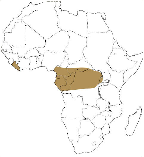 Distribution: Dwarf Scaly-tailed Flying Squirrel