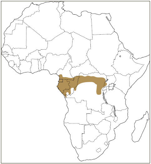 Distribution: Pygmy Scaly-tailed Flying Squirrel