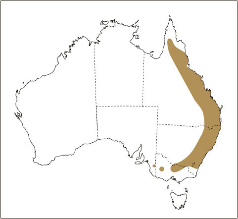 Distribution: Squirrel Glider