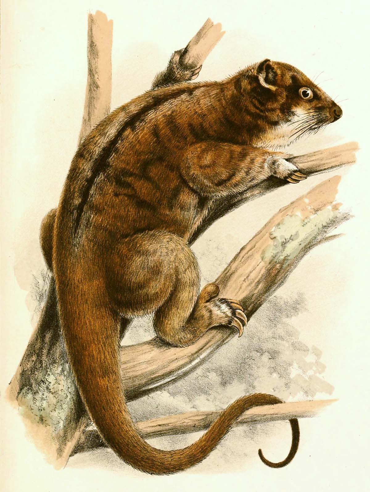 The plush-coated ringtail possum or golden ringtail possum