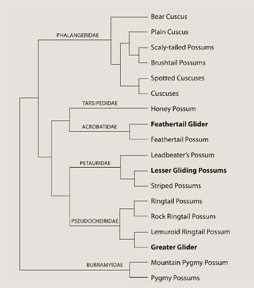 The taxonomic relationships among living possum genera of the Suborder Phalangerida