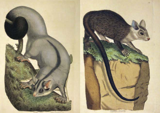 The Squirrel Glider and the Greater Glider