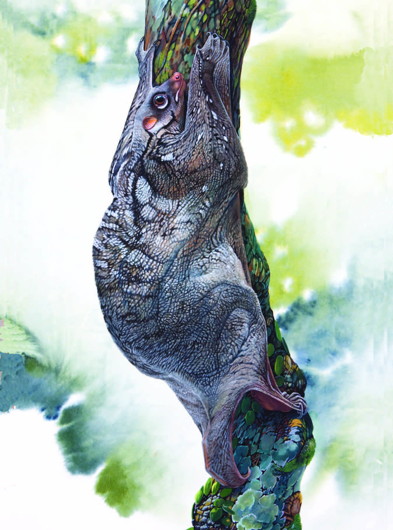 Malayan Colugo / Galeopterus variegatus