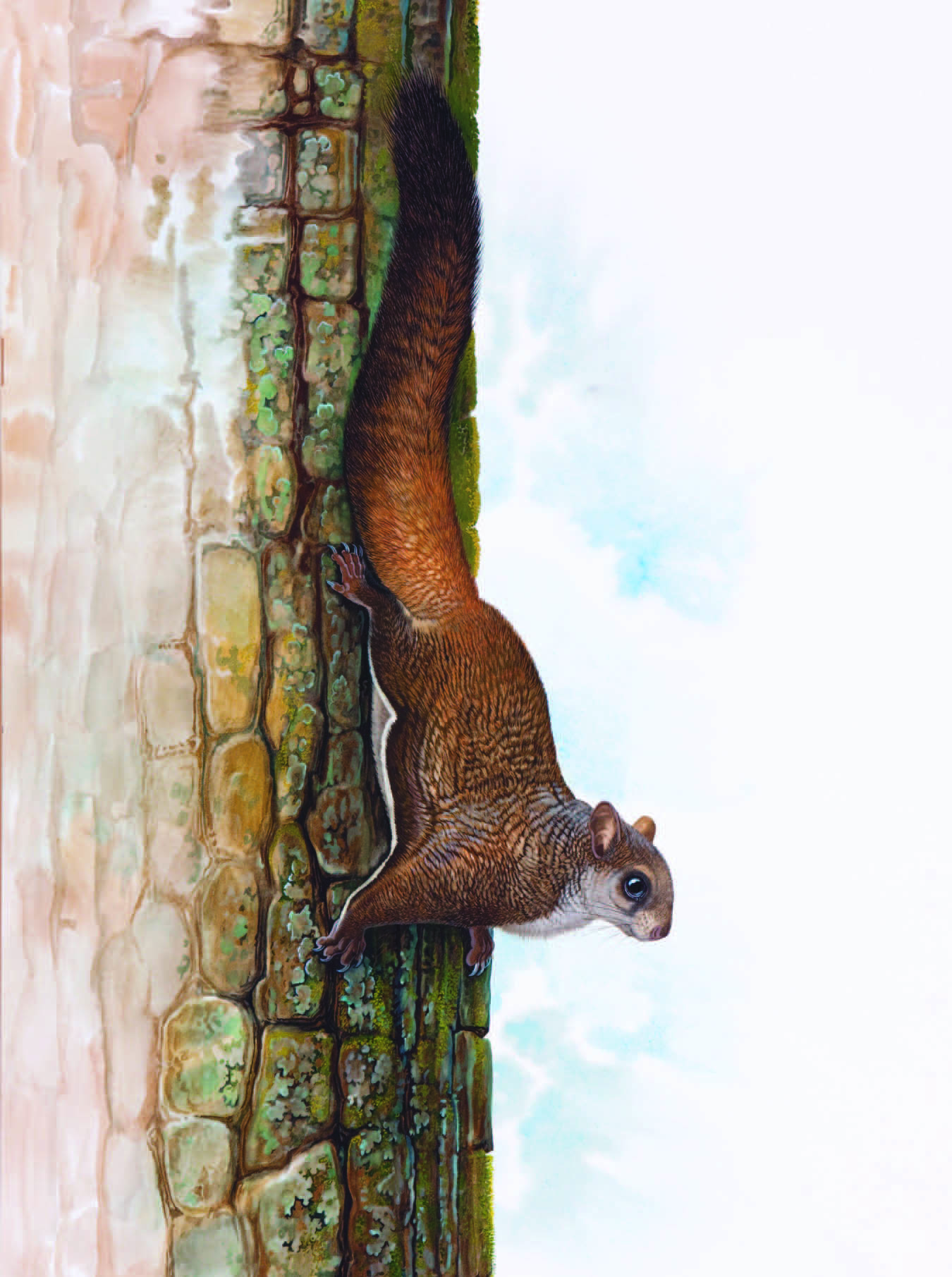Kashmir Flying Squirrel / Eoglaucomys fimbriatus