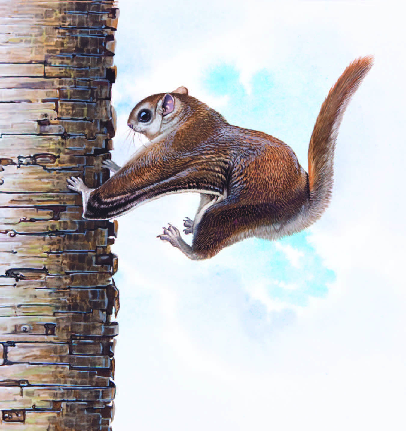 Northern Flying Squirrel / Glaucomys sabrinus
