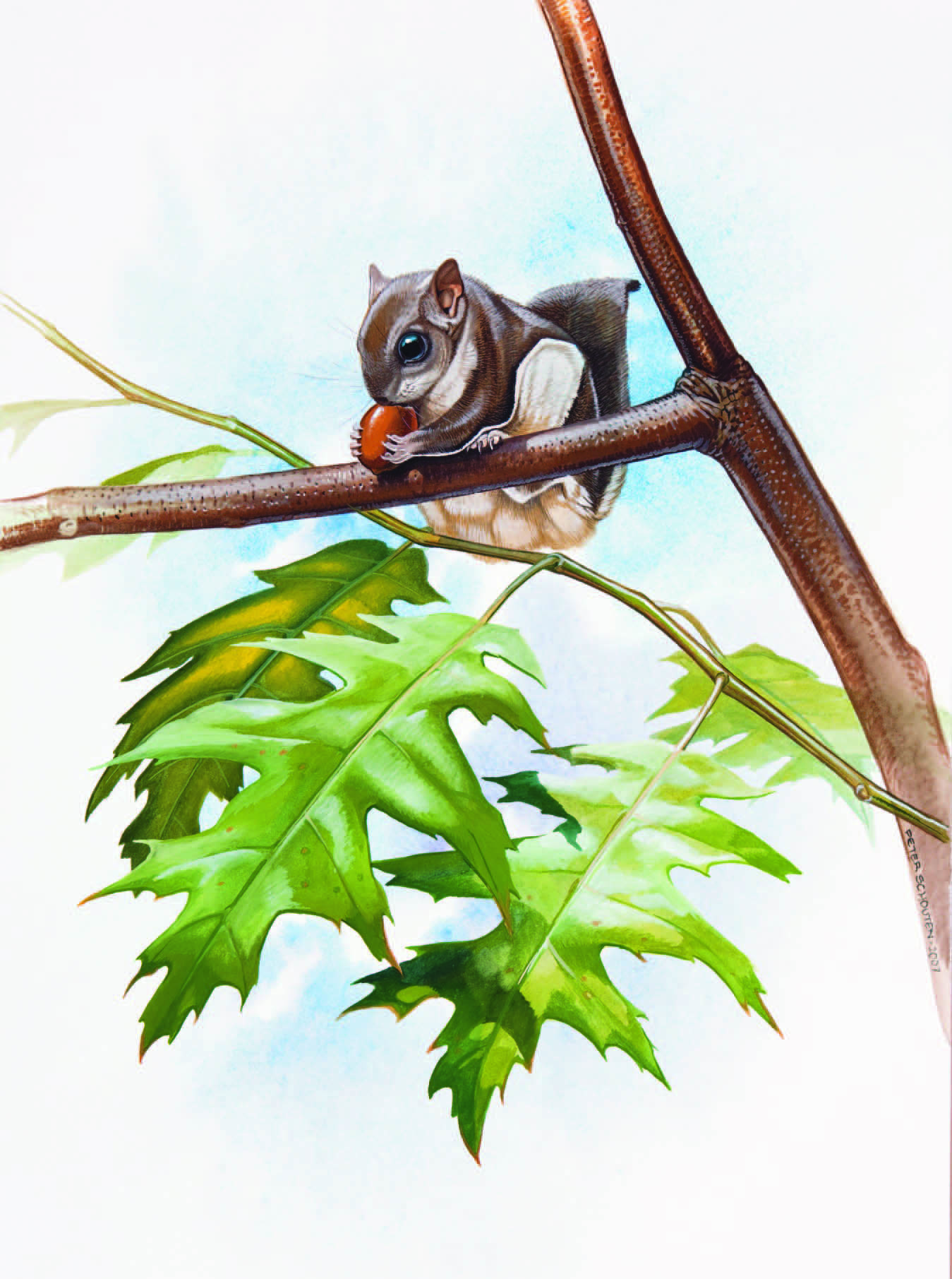 Southern Flying Squirrel / Glaucomys volans