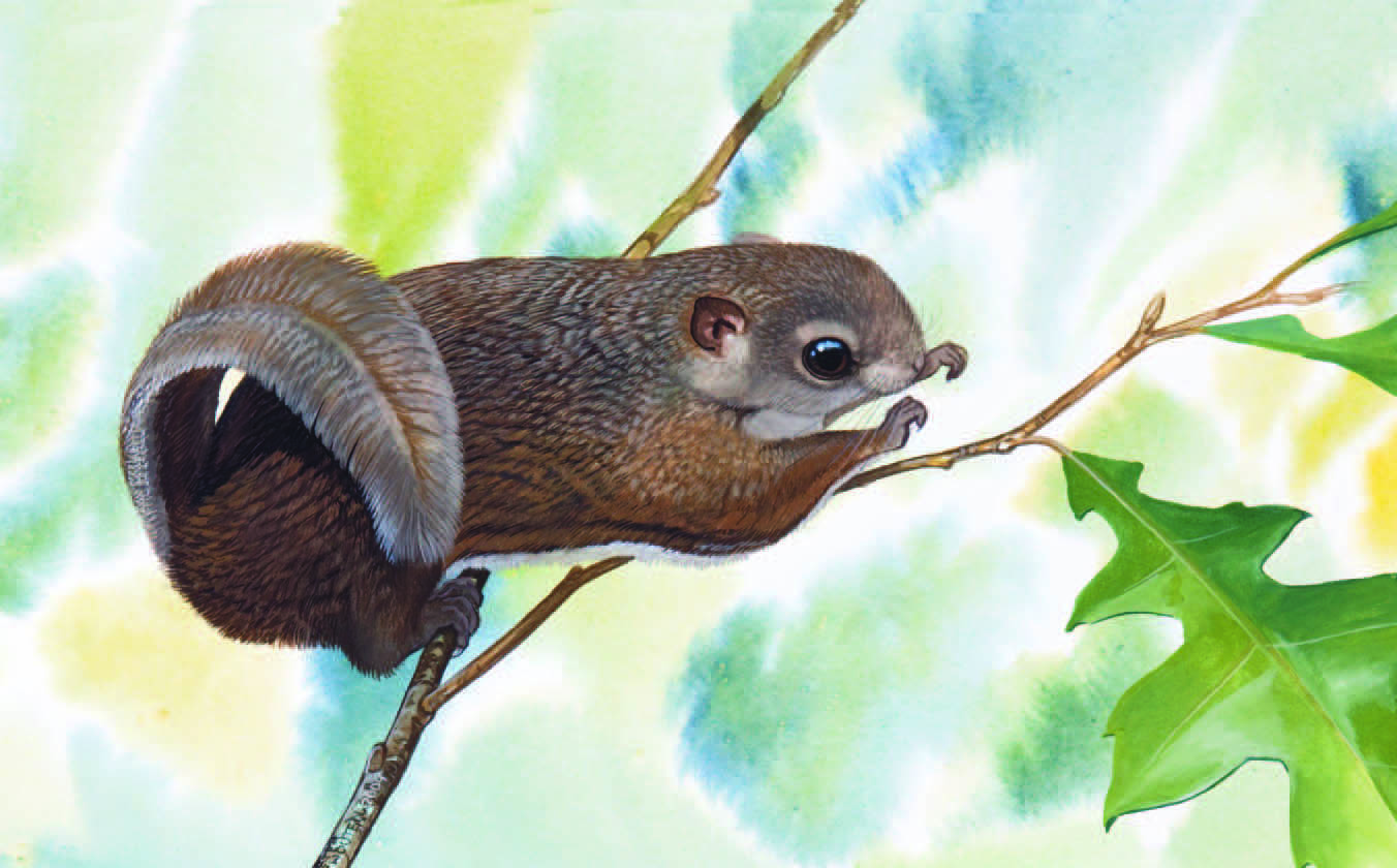 Particolored Flying Squirrel / Hylopetes alboniger