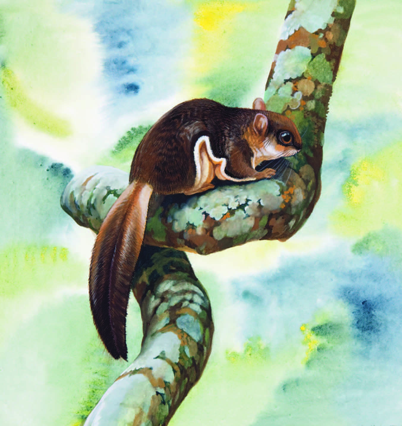 Bartel’s Flying Squirrel / Hylopetes bartelsi