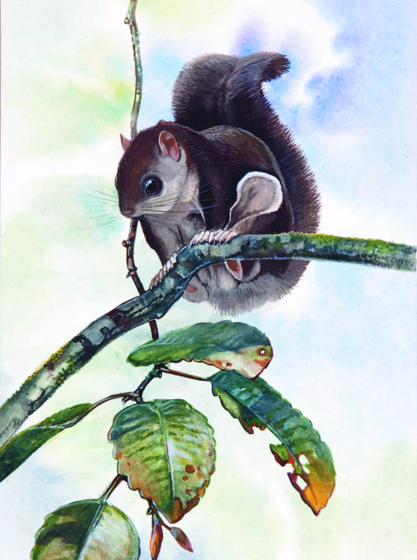 Sipora Flying Squirrel / Hylopetes sipora