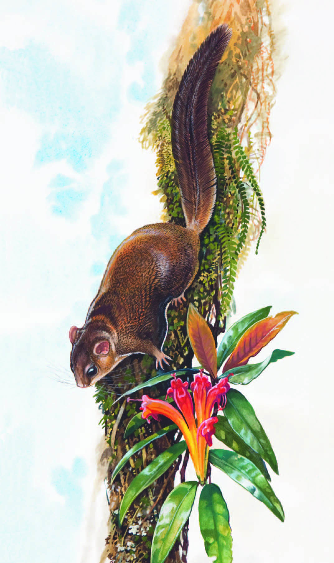 Red-cheeked Flying Squirrel / Hylopetes spadiceus