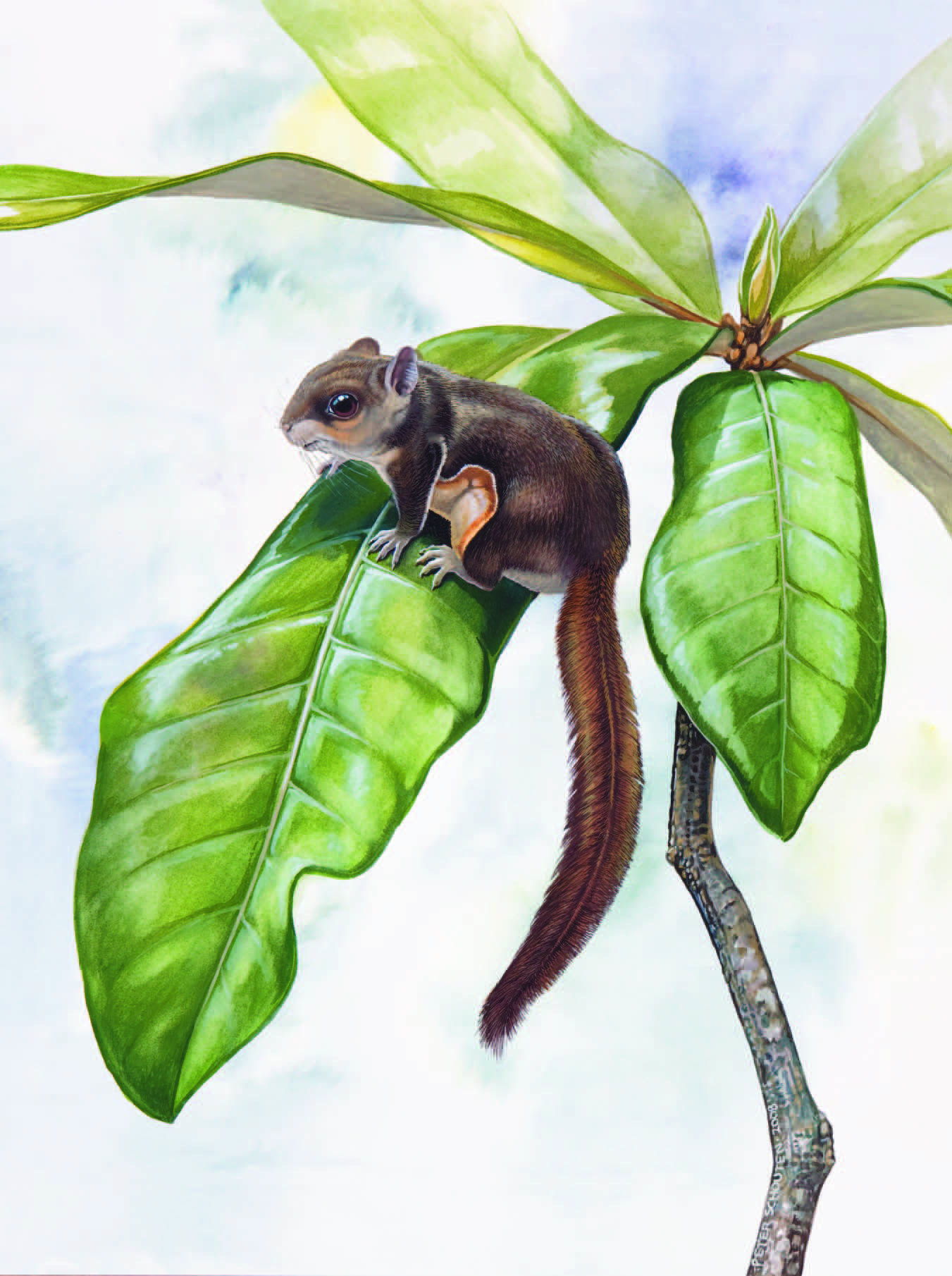 Javanese Flying Squirrel / Iomys horsfieldi