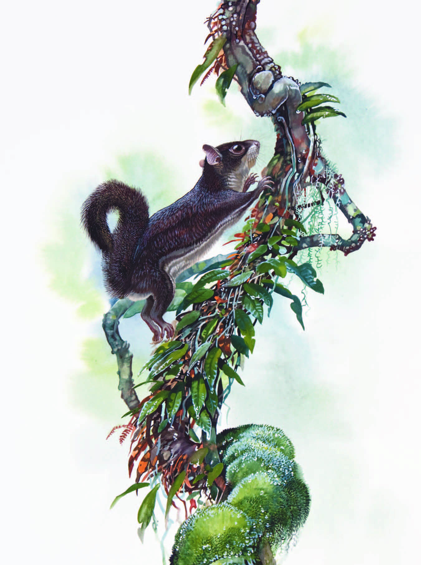 Flying Squirrel / Iomys sipora Mentawai