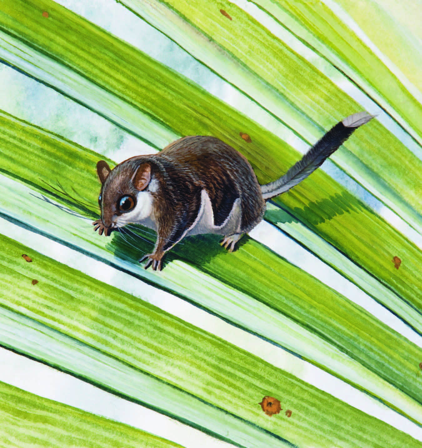 Lesser Pygmy Flying Squirrel / Petaurillus emiliae