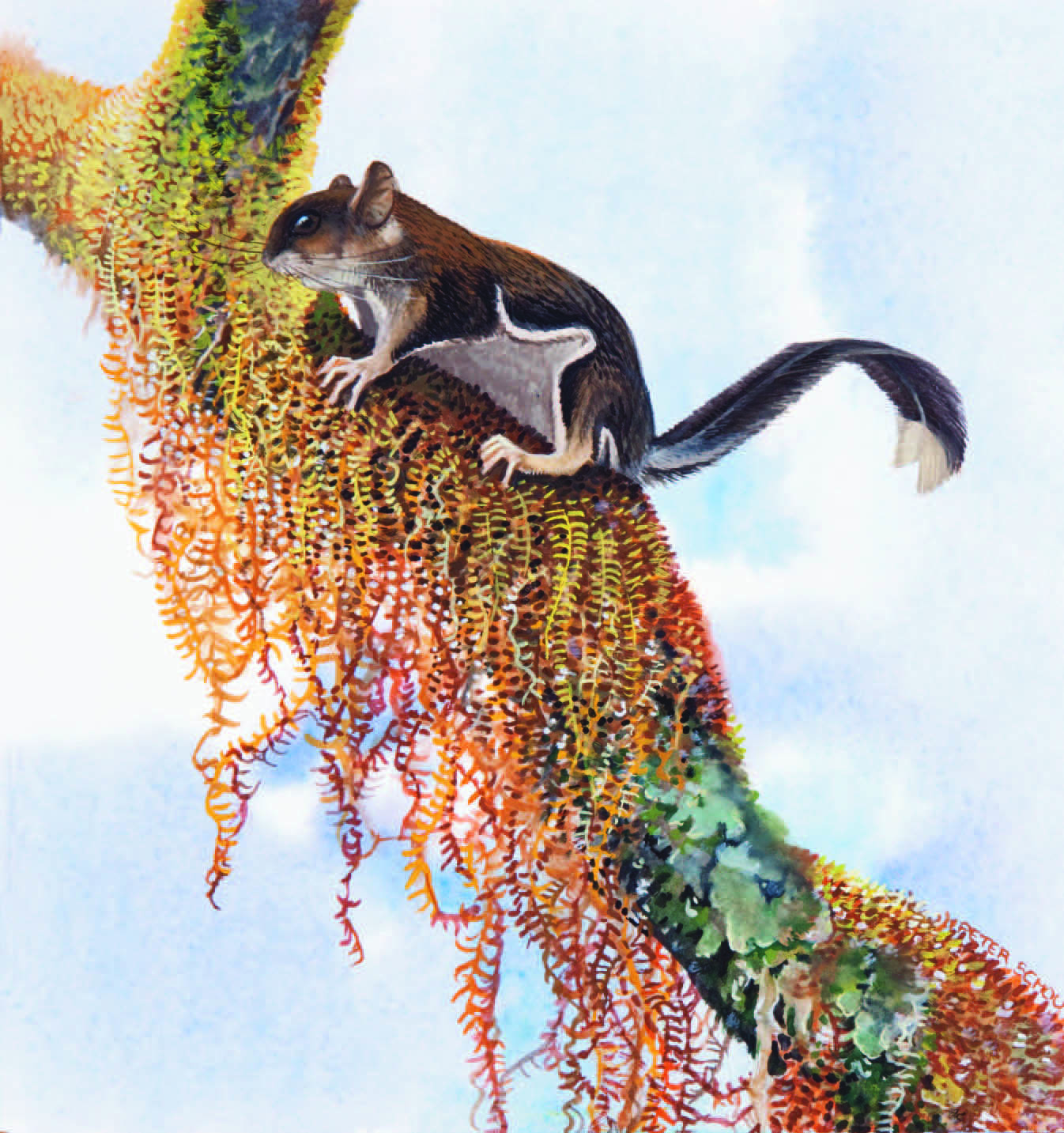 Hose’s Pygmy Flying Squirrel / Petaurillus hosei