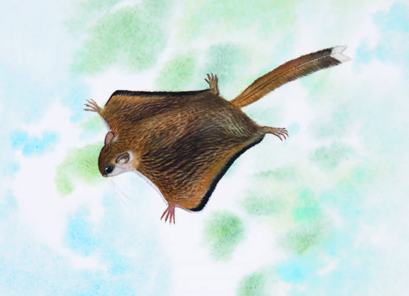 Selangor Pygmy Flying Squirrel / Petaurillus kinlochii