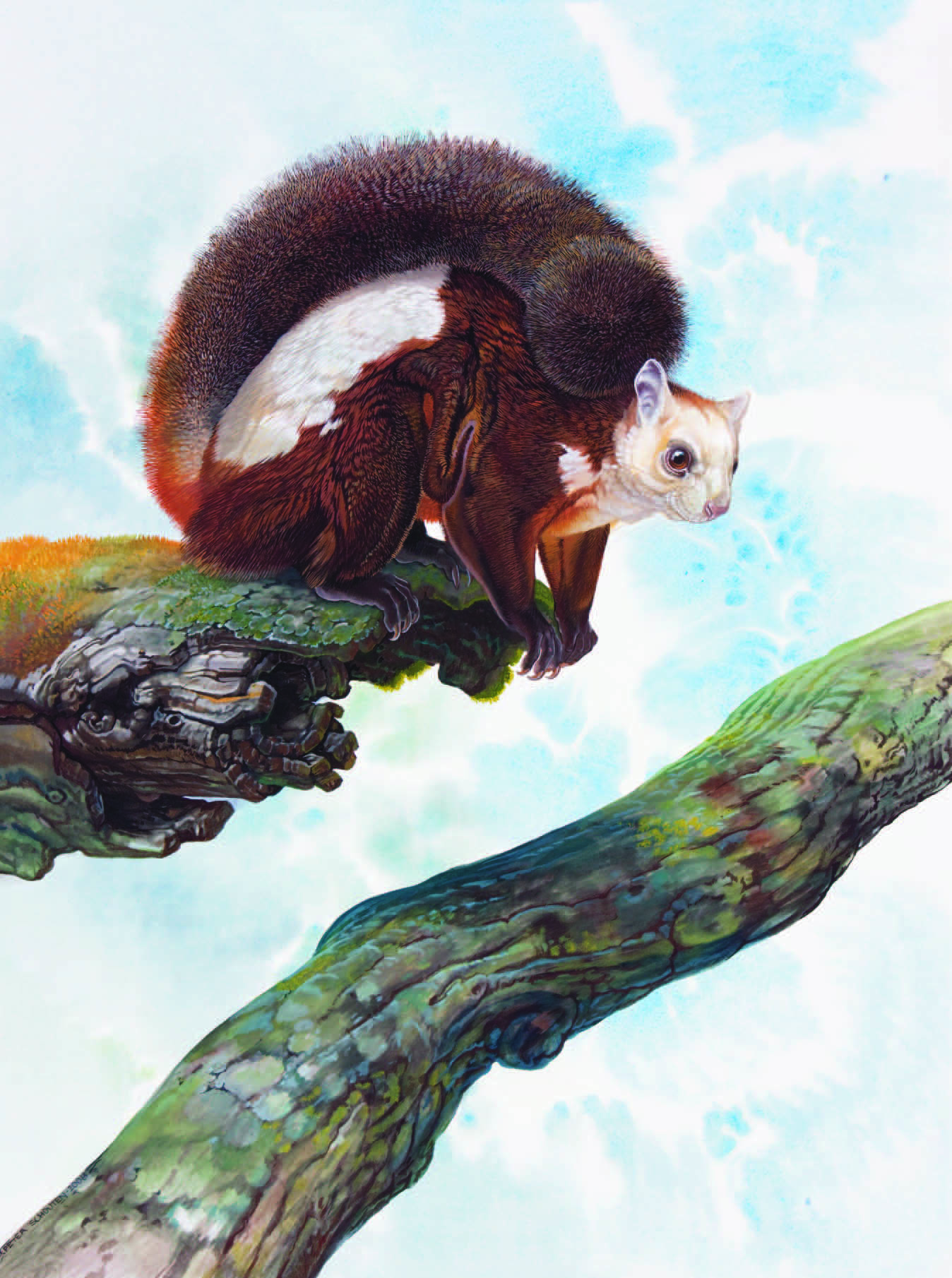 Red and White Giant Flying Squirrel / Petaurista alborufus