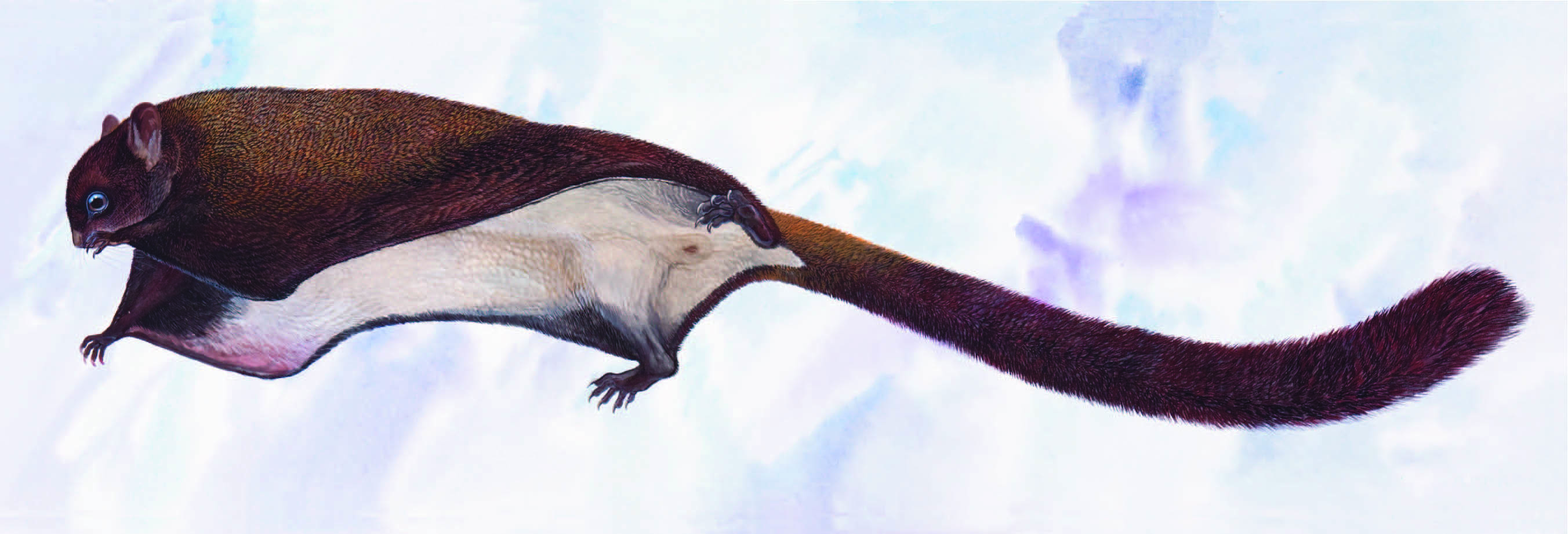 Hainan Giant Flying Squirrel / Petaurista hainana