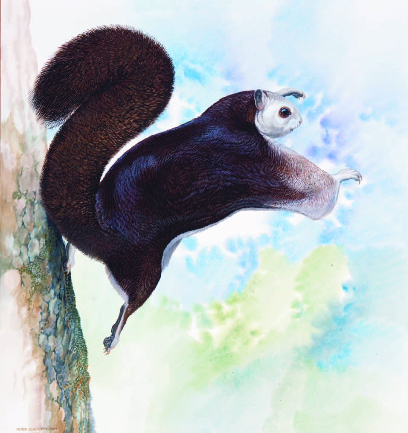 Taiwan Giant Flying Squirrel / Petaurista lena