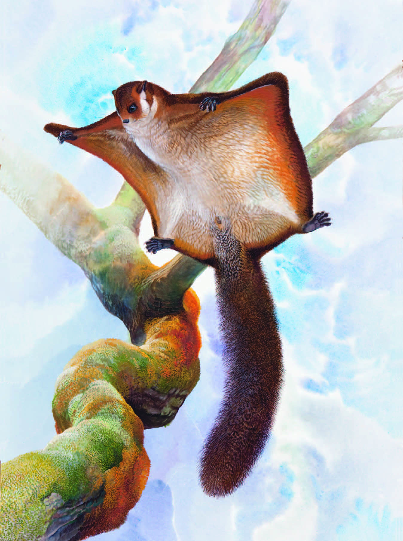 Japanese Giant Flying Squirrel / Petaurista leucogenys