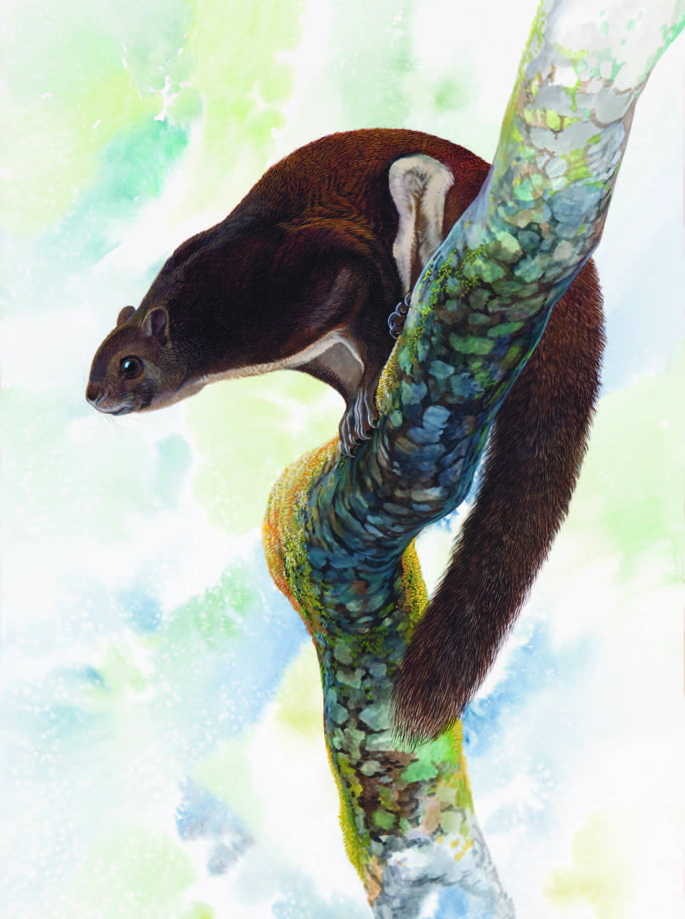 Yunnan Giant Flying Squirrel / Petaurista yunanensis