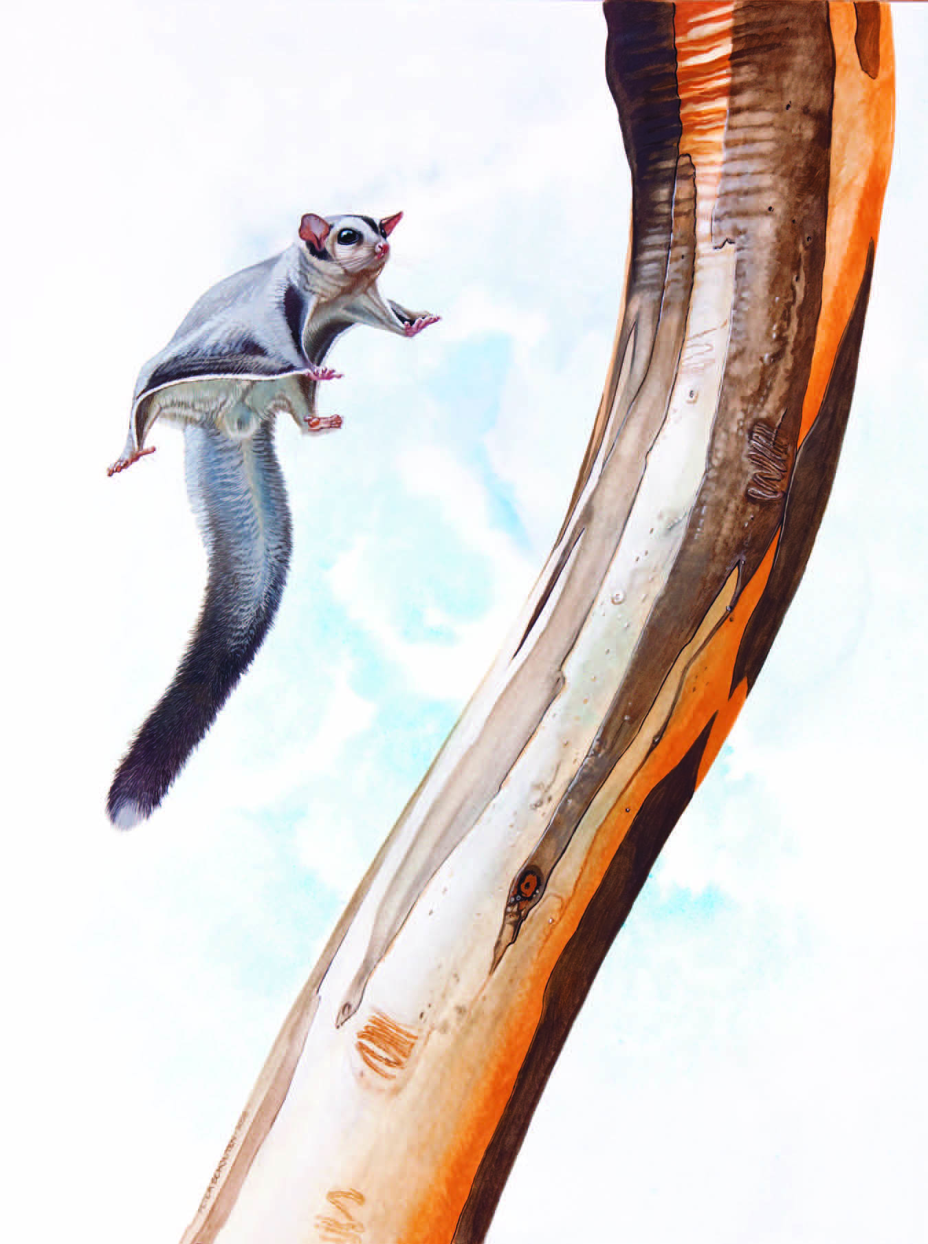 Sugar Glider / Petaurus breviceps