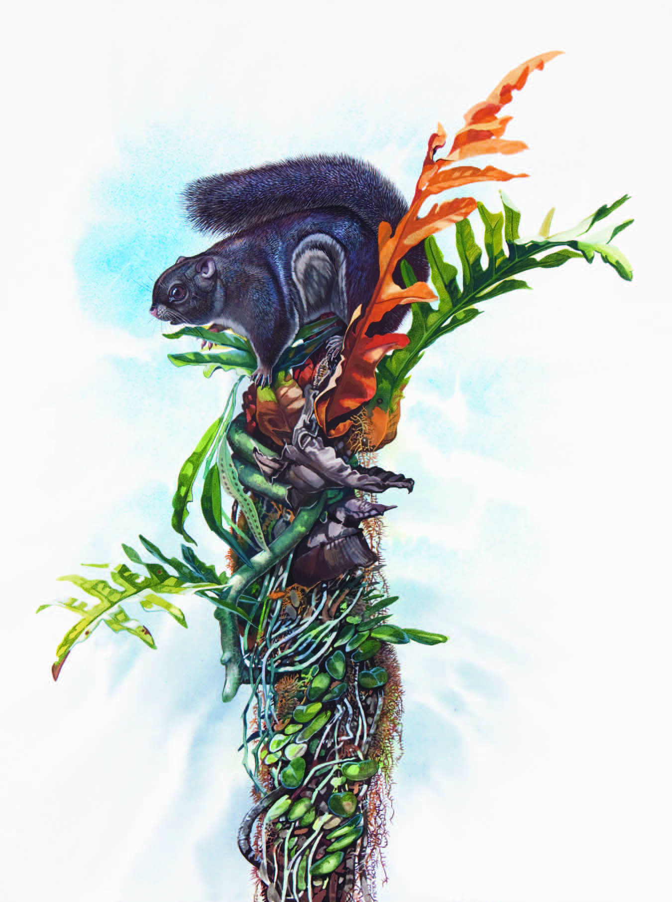 Siberut Flying Squirrel / Petinomys lugens
