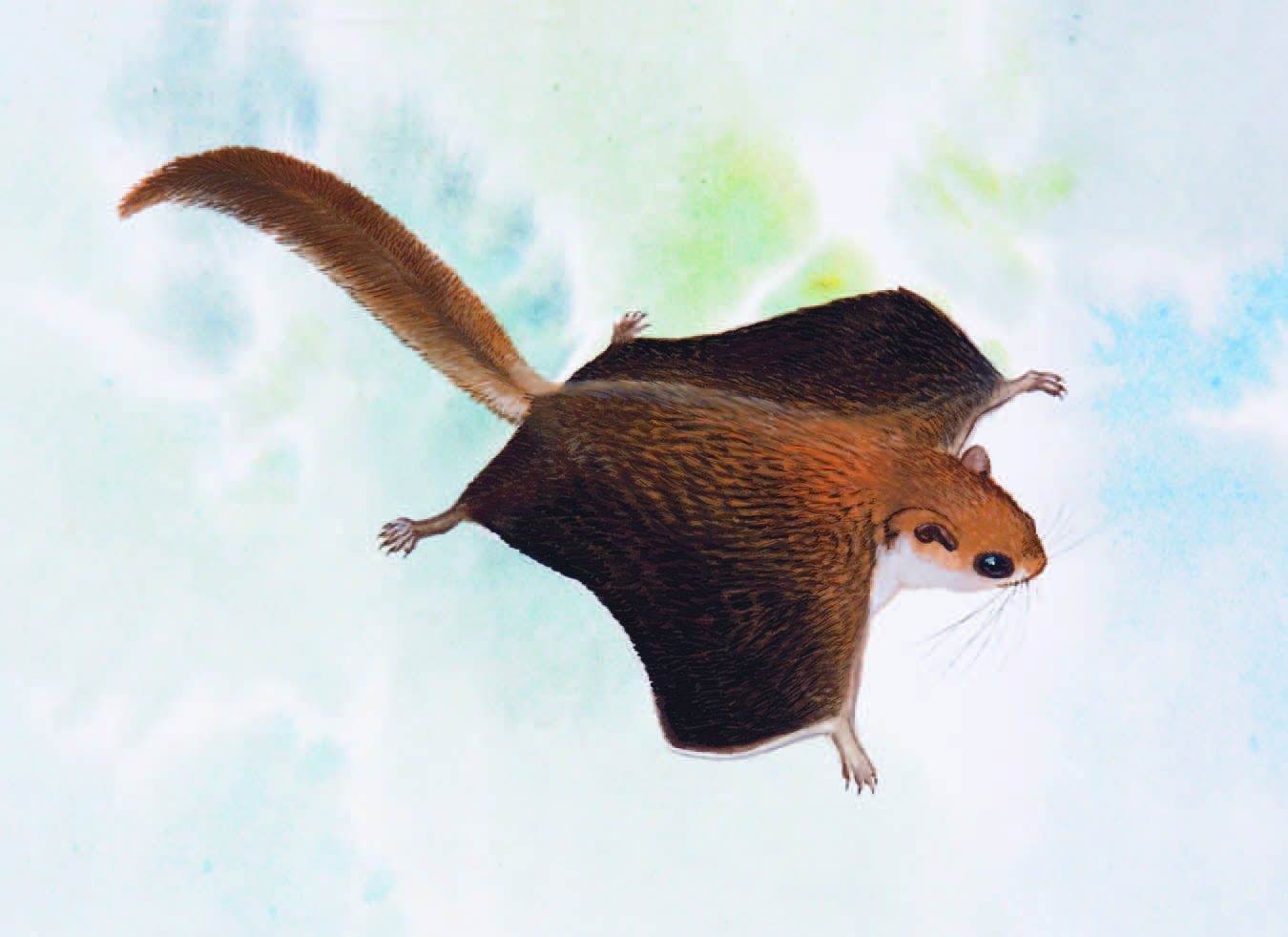 Vordermann’s Flying Squirrel / Petinomys vordermanni