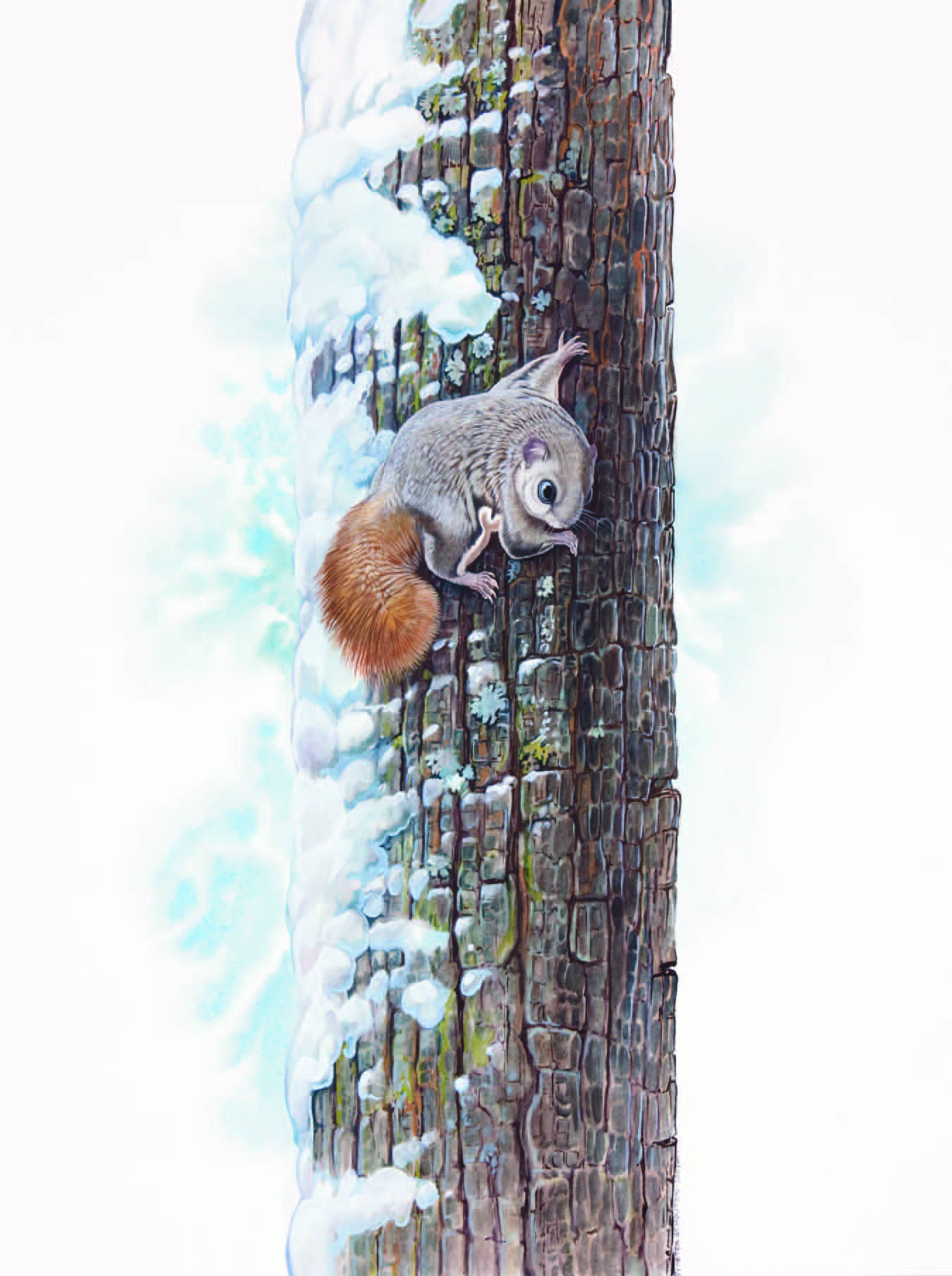 Siberian Flying Squirrel / Pteromys volans