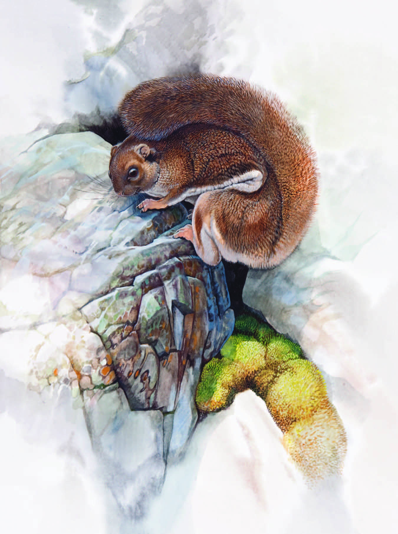 Complex-toothed Flying Squirrel / Trogopterus xanthipes