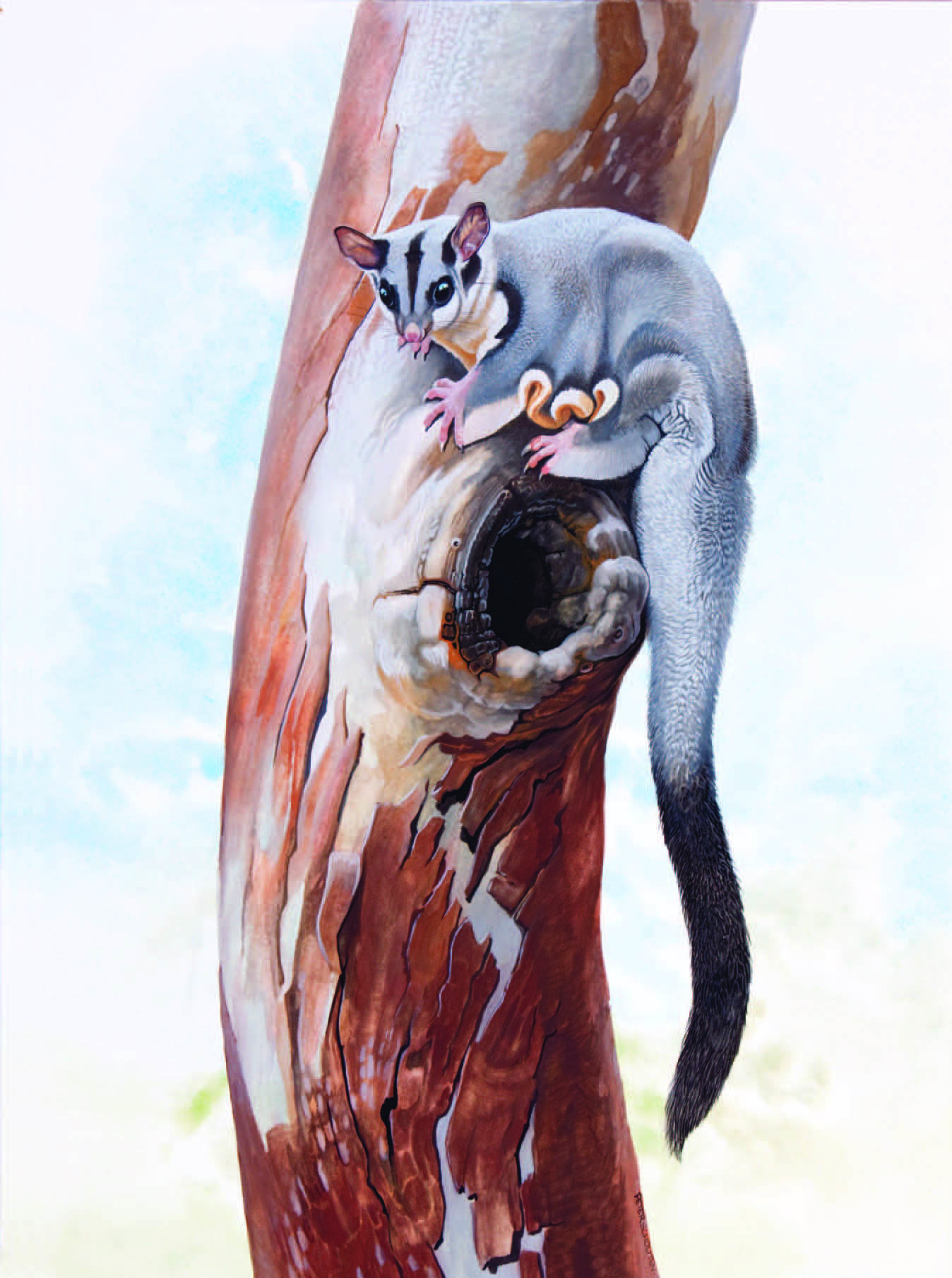 Mahogany Glider / Petaurus gracilis