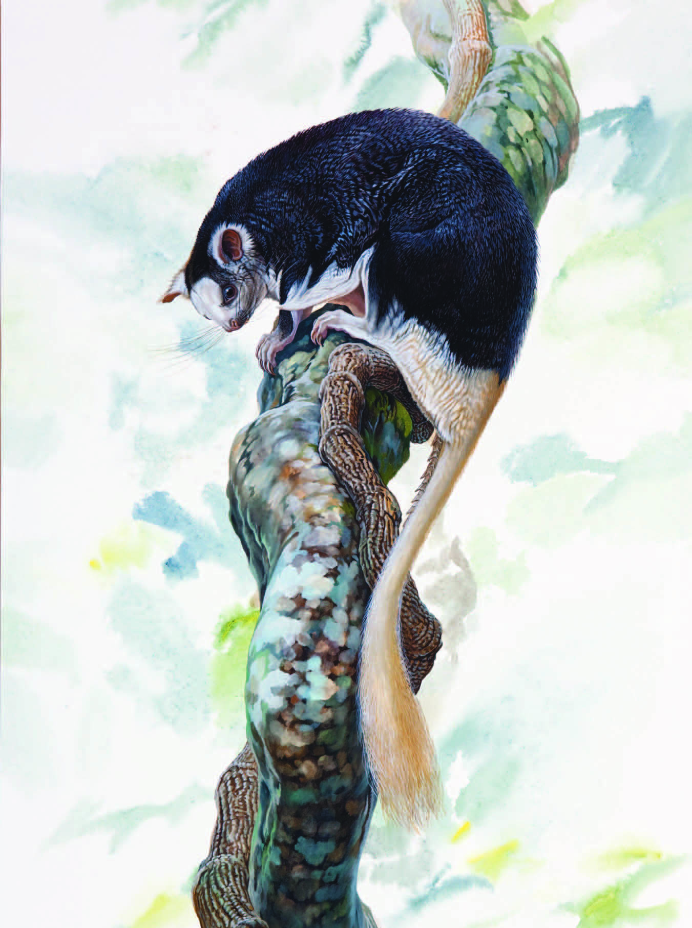 Pel’s Scaly-tailed Flying Squirrel / Anomalurus pelii