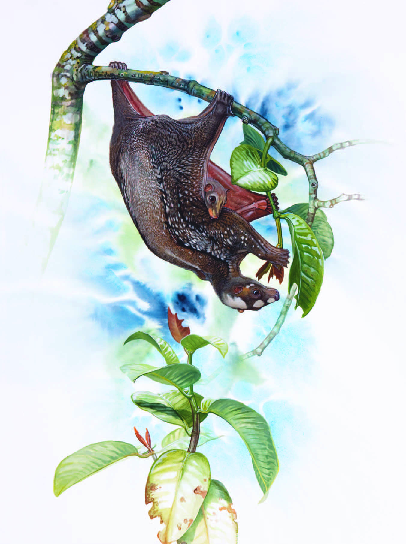 Philippine Colugo / Cynocephalus volans