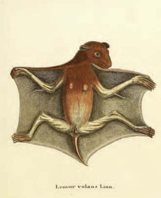 An illustration of a colugo by Johann Schreber
