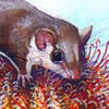 Feathertail Glider / Acrobates pygmaeus
