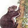 North Chinese Flying Squirrel / Aeretes melanopterus