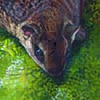 Hairy-footed Flying Squirrel / Belomys pearsonii